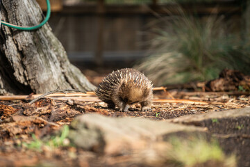 Beautiful echidna in the Australian bush, in the tasmanian outback. Australian wildlife in a national park in Australia in spring
