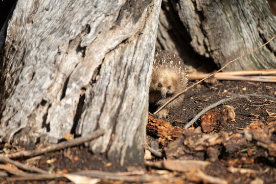 Beautiful echidna in the Australian bush, in the tasmanian outback. Australian wildlife in a national park in Australia in spring