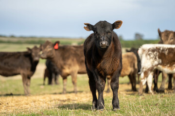 Close up of Angus and Murray Grey Cows eating pasture in Australia.
