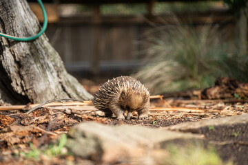 Beautiful echidna in the Australian bush, in the tasmanian outback. Australian wildlife in a national park in Australia in spring