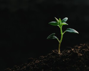 Green plant growing in sustainable soil, isolated for advertising