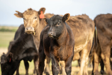 Close up of Angus and Murray Grey Cows eating pasture in Australia.