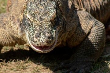 The ferocity of Komodo dragons when they eat their prey with their sharp teeth. strong jaw bite when eating prey with dripping saliva