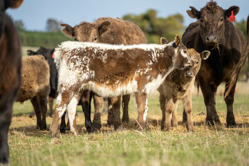 Close up of Angus and Murray Grey Cows eating pasture in Australia.