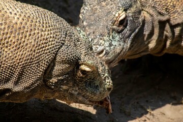 The ferocity of Komodo dragons when they eat their prey with their sharp teeth. strong jaw bite...