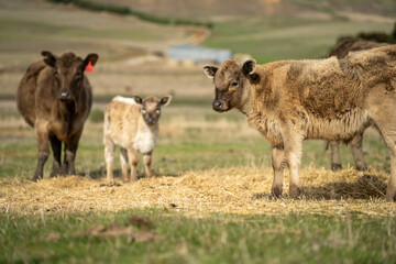 Close up of Angus and Murray Grey Cows eating pasture in Australia.