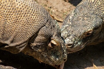 The ferocity of Komodo dragons when they eat their prey with their sharp teeth. strong jaw bite...