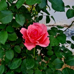 Pink rose