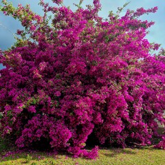 Obraz premium pink blossom