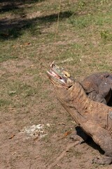 The ferocity of Komodo dragons when they eat their prey with their sharp teeth. strong jaw bite...