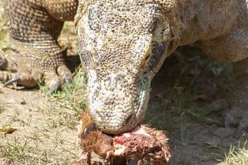 The ferocity of Komodo dragons when they eat their prey with their sharp teeth. strong jaw bite...