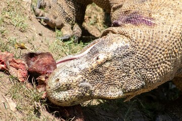 The ferocity of Komodo dragons when they eat their prey with their sharp teeth. strong jaw bite...