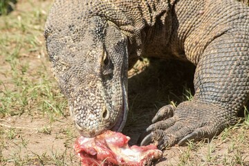 The ferocity of Komodo dragons when they eat their prey with their sharp teeth. strong jaw bite...