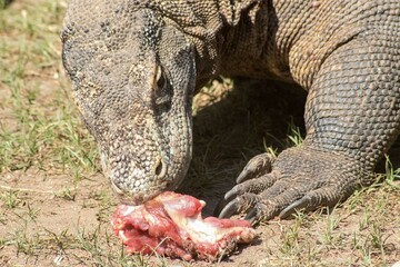The ferocity of Komodo dragons when they eat their prey with their sharp teeth. strong jaw bite...