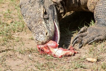 The ferocity of Komodo dragons when they eat their prey with their sharp teeth. strong jaw bite...