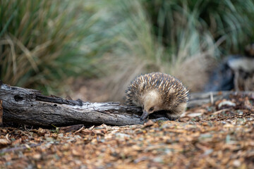 Beautiful echidna in the Australian bush, in the tasmanian outback. Australian wildlife in a national park in Australia in spring