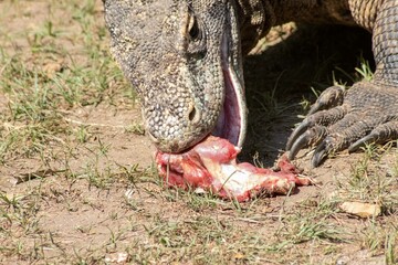 The ferocity of Komodo dragons when they eat their prey with their sharp teeth. strong jaw bite when eating prey with dripping saliva