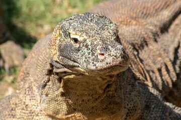 The ferocity of Komodo dragons when they eat their prey with their sharp teeth. strong jaw bite...