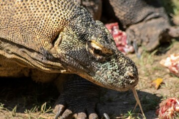 The ferocity of Komodo dragons when they eat their prey with their sharp teeth. strong jaw bite when eating prey with dripping saliva