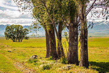 Fototapeta premium Tree group and solitary tree in meadow with mountain backdrop and copy space.