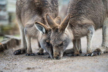 Beautiful kangaroo in the Australian bush, in the blue mountains, nsw. Australian wildlife in a national park in Australia.