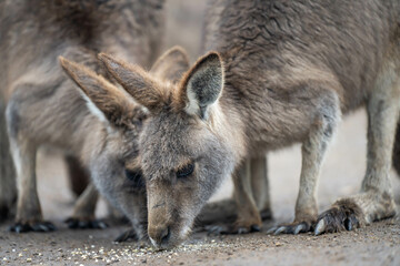 Fototapeta premium Beautiful kangaroo in the Australian bush, in the blue mountains, nsw. Australian wildlife in a national park in Australia.