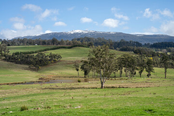 ancient red gum eucalyptus tree growing on a river bank on a sustainable agricultural farm in outback australia