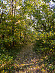 ścieżka w lesie, pora roku jesień