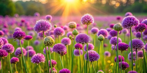 Fototapeta premium A field of blooming purple flowers reaching for the sun's golden rays, a symphony of color and delicate beauty in nature's embrace.