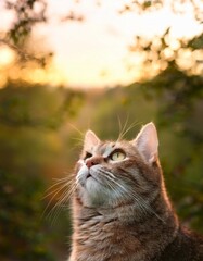 A cat in the garden in a sunny day looking up