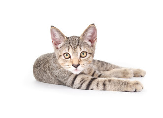 Obraz premium Relaxed kitty lying with stretched out legs on white background. Confident, playful or happy body language. 13 weeks old, female short hair cat, grey ticked tabby. Selective focus. Isolated.