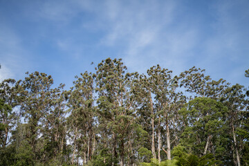 beautiful gum Trees and shrubs in the Australian bush forest. Gumtrees and native plants growing in Australia in spring
