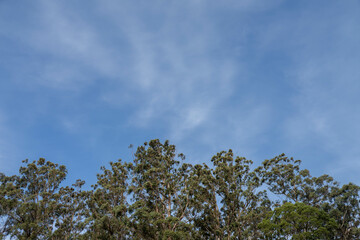 Obraz premium beautiful gum Trees and shrubs in the Australian bush forest. Gumtrees and native plants growing in Australia in spring