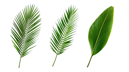 Varied Palm Leaves on Transparent Background Generative AI