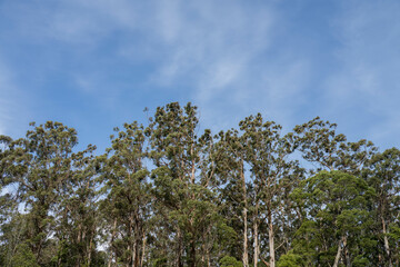 Obraz premium beautiful gum Trees and shrubs in the Australian bush forest. Gumtrees and native plants growing in Australia in spring