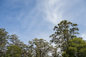 beautiful gum Trees and shrubs in the Australian bush forest. Gumtrees and native plants growing in Australia in spring