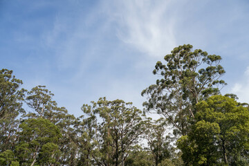 beautiful gum Trees and shrubs in the Australian bush forest. Gumtrees and native plants growing in Australia in spring
