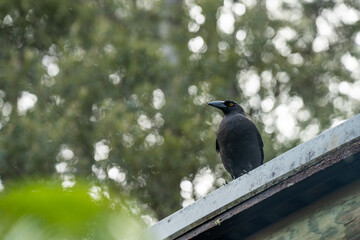 currawong black bird in the bush in tasmania australia in spring