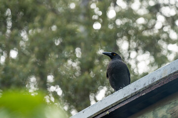 currawong black bird in the bush in tasmania australia in spring