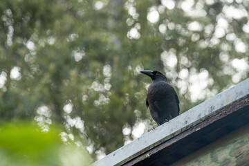 currawong black bird in the bush in tasmania australia in spring
