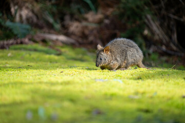 Beautiful wallaby in the Australian bush, in the blue mountains, nsw. Australian wildlife in a national park