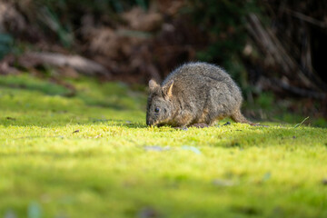 Beautiful wallaby in the Australian bush, in the blue mountains, nsw. Australian wildlife in a national park