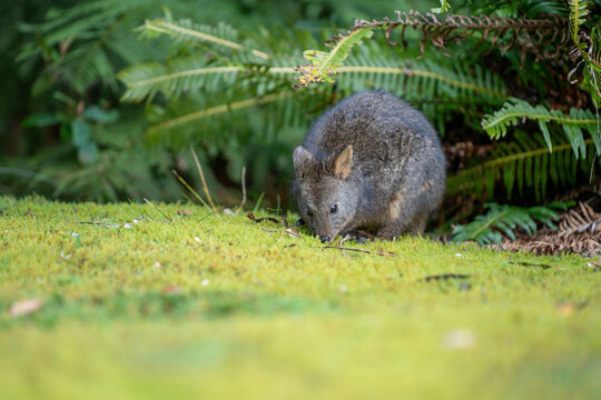 Beautiful wallaby in the Australian bush, in the blue mountains, nsw. Australian wildlife in a national park