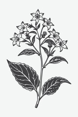 Nicotiana Branch With Flowers Silhouette Vector Illustration of Tobacco Plant in Botanical Style