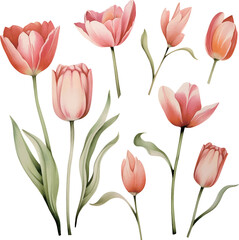 Fototapeta premium set of pink tulips