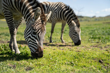 zebra eating grass grazing on green grass in africa