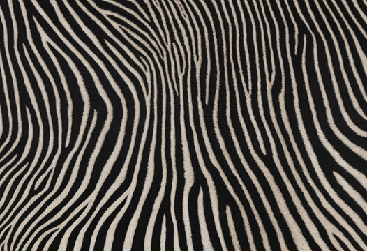 zebra skin texture