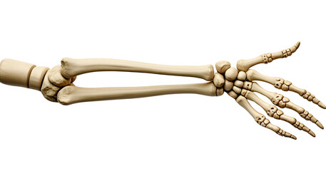 skeleton hand holding a rope