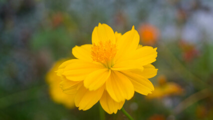 A photograph of Sulfur cosmos.