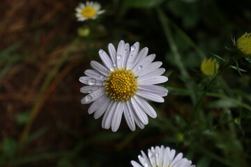 Obraz premium 갯쑥부쟁이